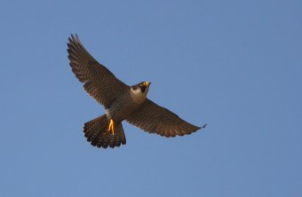 Wanderfalke in der Luft | © Z. Tunka