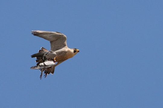 Wanderfalke im Flug mit einer Taube | © Zdenek Tunka