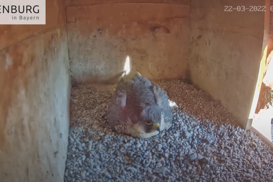 Wanderfalken | © LBV Weißenburg