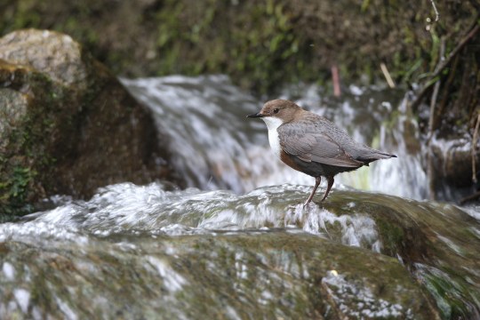 Wasseramsel im Bergbach | © Dieter Hopf