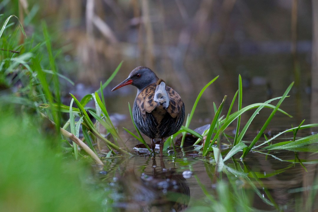 Wasserralle von hinten steht im Moor und blickt nach links | © Rosl Rössner