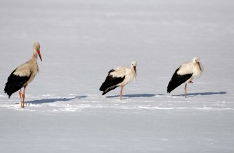 Drei Weißstörche stehen auf einem eingeschneiten Feld | © Hans-Joachim Fünfstück
