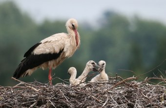 Ein Weißstorch mit drei jungen Küken im Horst | © Richard Straub