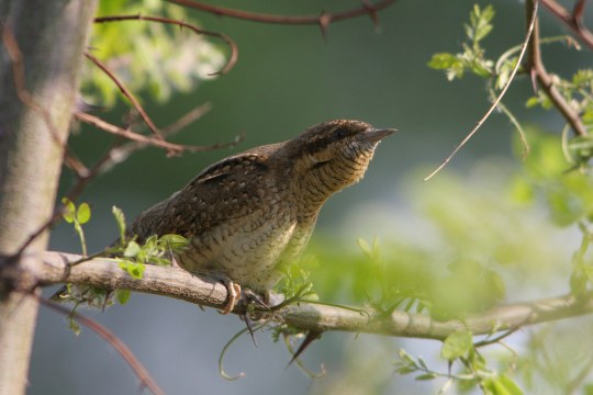 Wendehals auf einem Ast | © Zdenek Tunka
