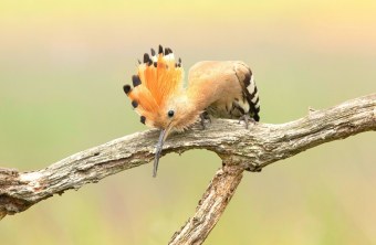 Wiedehopf auf Ast | © Rosl Roessner