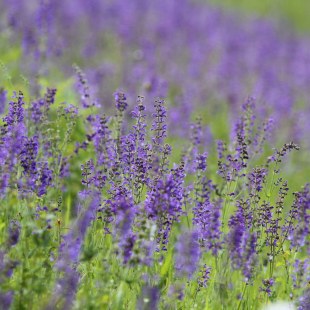 Wiesensalbei - Salvia pratense | © Christoph Moning