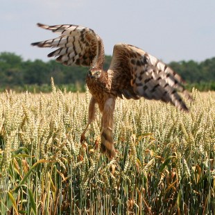 Wiesenweihe steigt aus einem Feld auf | © Zdenek Tunka