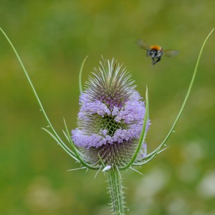 Wilde Karde Dipsacus fullonum | © Dr. Eberhard Pfeuffer
