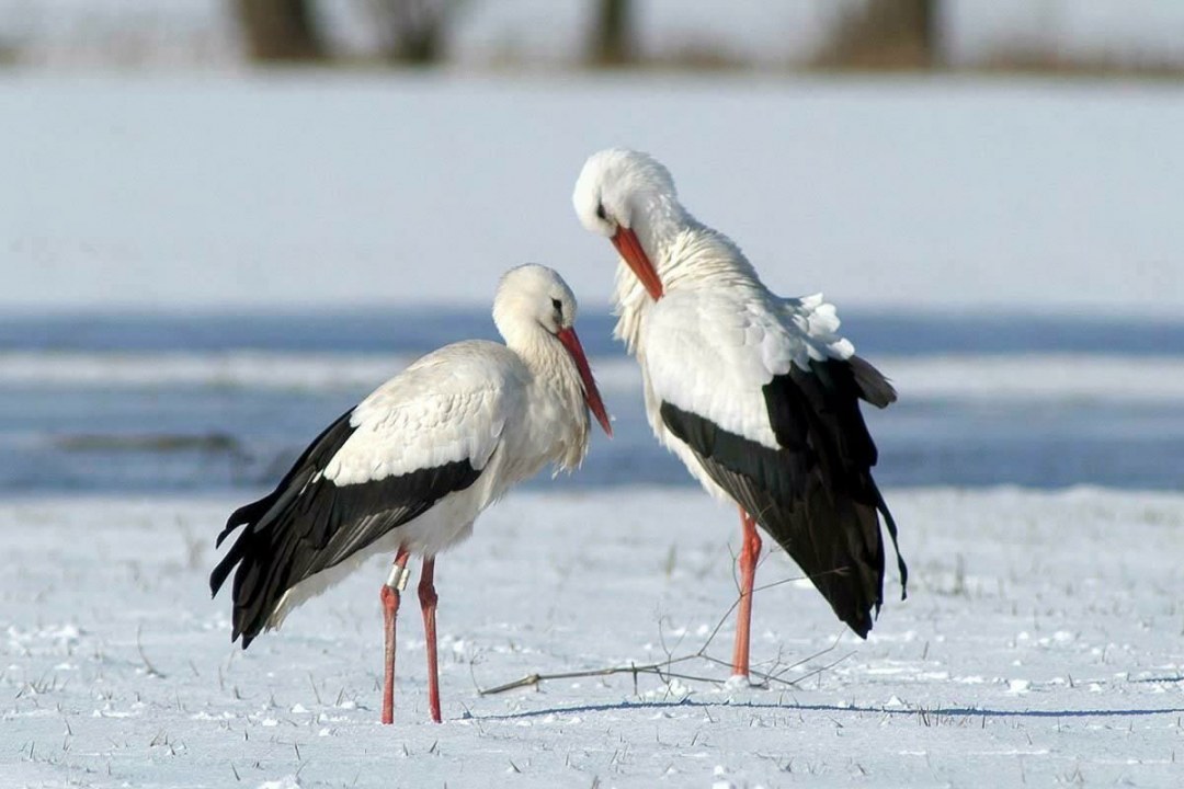 Zwei Störche stehen aufgeplustert im tiefen Schnee | © Norbert Sahliger