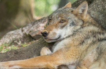 Wolf in der Halbtotalen, er liegt angelehnt an einen Baumstamm | © Ralph Sturm