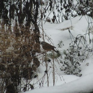 Zippammer | © Petra Danne