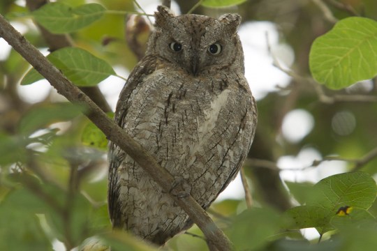 Zwergohreule sitzt auf einem Ast und guckt in die Kamera | © Rosl Rößner