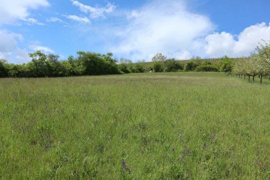 Erfolgreiche Ausgleichsflaeche | © Marianne Kunkel