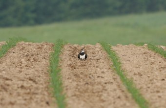 Kiebitz brütet auf einem Acker | © Hans-Joachim Fünfstück