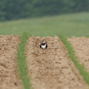 Kiebitz brütet auf einem Acker | © Hans-Joachim Fünfstück