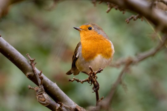 Rotkehlchen auf einem Ast | © Renate Eberle