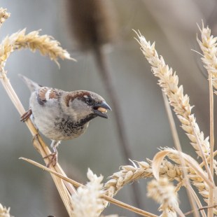 Haussperling | © Ralph Sturm