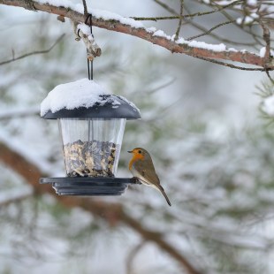 Ein Rotkehlchen sitzt im Winter rechts auf dem Rand eines Futterspenders auf dem Schnee liegt | © Broders