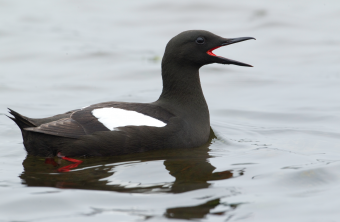 Gryllteiste mit geöffneten Schnabel auf Wasser | © Rosl Rößner