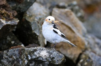 Schneeammer auf Stein | © Ingo Rittscher