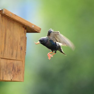 Star am Nistkasten | © Dr. Ralf Broders