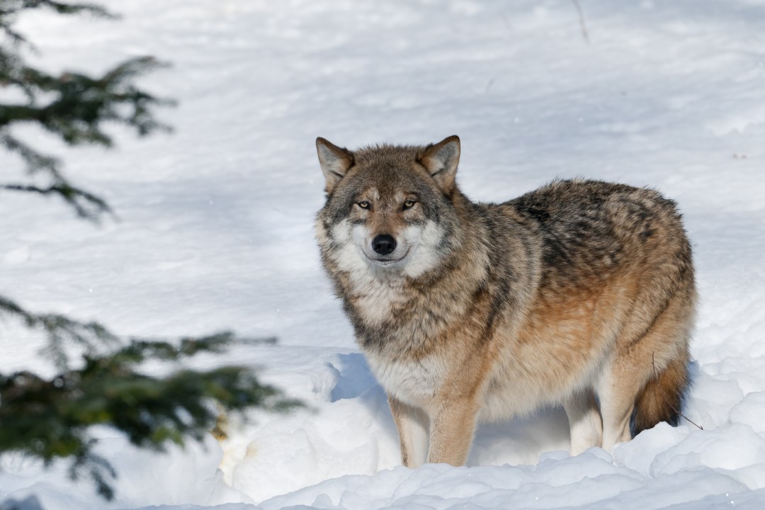 Wolf | © Christoph Bosch
