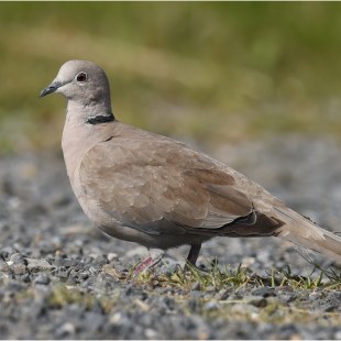 Türkentauben | © Herbert Henderkes