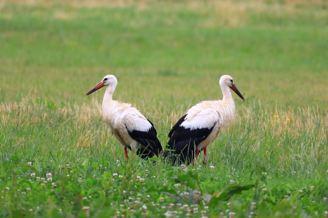 Weißstörche | © Hans Schönecker