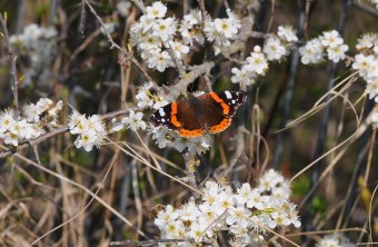 Admiral | © Dr. Eberhard Pfeuffer