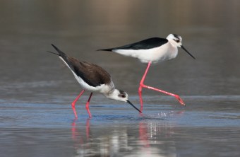 Zwei Stelzenläufer im seichten Wasser | © Zdenek Tunka