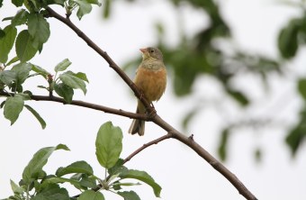 Ortolan | © Hans-Joachim Fünfstück
