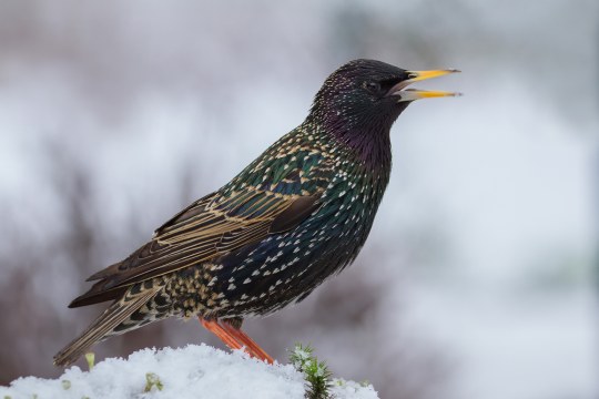 Ein Star sitzt auf einem verschneiten Nadelbaum | © Andreas Giessler