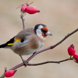 Stieglitz | © Andreas Giessler