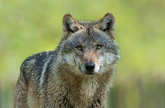 Wolf | © Christoph Bosch