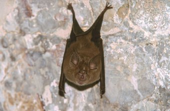 Grosse Hufeisennase | © Andreas Hartl