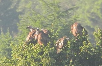Trupp von Gänsegeiern bei Landsberg am Lech auf einem Nadelbaum | © Michael Comes-Lipps