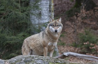 Wolf | © Marcus Bosch
