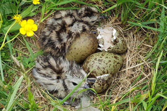 Brachvogelküken | © Verena Rupprecht