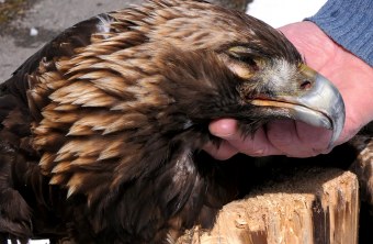 Steinadlerweibchen mit Bleivergiftung | © Hans-Joachim Fünfstück