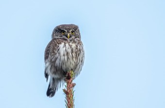 Sperlingskauz | © Achim Strunz