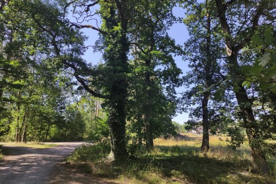 Wald bei Nittenau | © Christoph Bauer LBV
