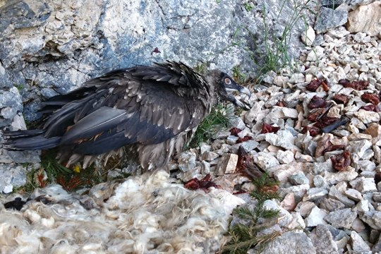 Alosa nach der Rückholaktion |© Toni wegscheider, LBV