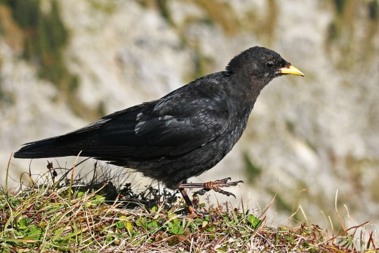Alpendohle | © Dr. Christoph Moning