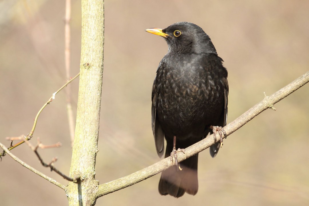 Amsel auf einem Ast | © Carl-Peter Herbolzheimer