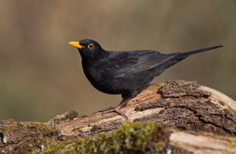 Porträt einer männlichen Amsel | © Marcus Bosch