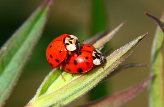 Zwei asiatische Marienkäfer | © Monika Graf