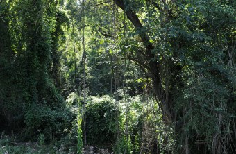 Auwald | © Dr. Eberhard Pfeuffer