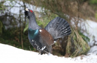 Auerhuhn (männlich) im Schnee | © H.-J. Fünfstück