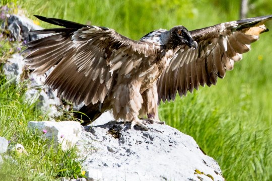 Bartgeier Bavaria 08.07.2021 | © Hansruedi Weyrich