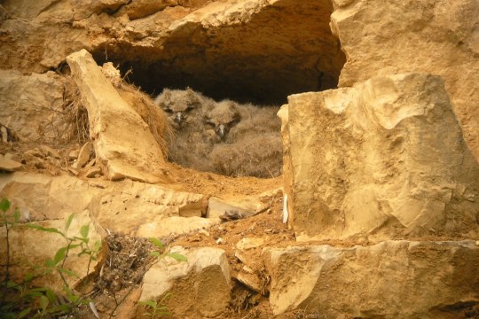 Uhu-Jungtiere in Höhle | © Christiane Geidel